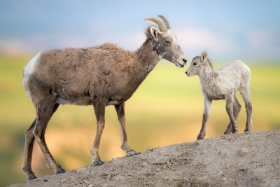 Bighorn with lamb
