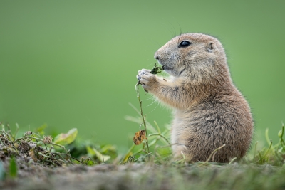 Prairie Dog pup eating