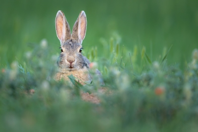 Cottontail peeking through the grass