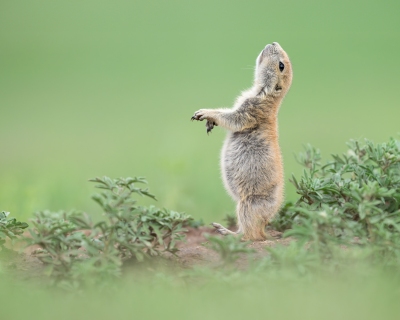 Prairie Dog pup up on hind legs