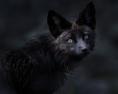 Black fox