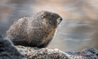 Marmot in the snow