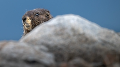 Marmot peeking around a rock