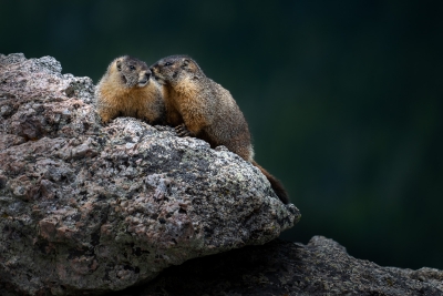 Marmots sharing secrets