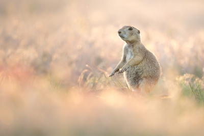 Prairie dog and late evening light