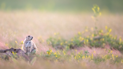 Prairie dog with flowers in the background