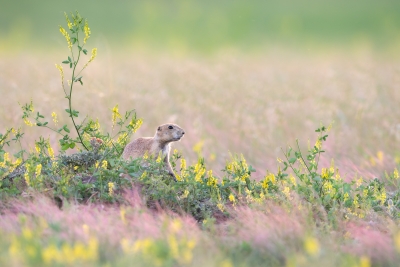 Prairie dog surrounded by flowers