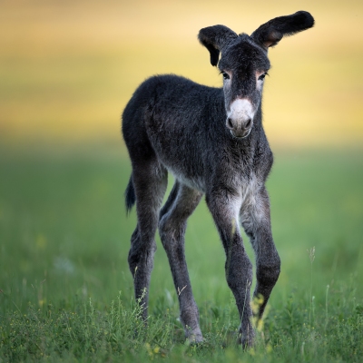 Wild Burrow colt in the evening