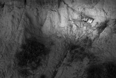 Bighorn ram ewe on the cliff face