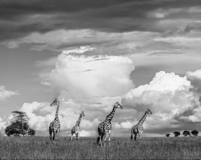 BW giraffes with clouds