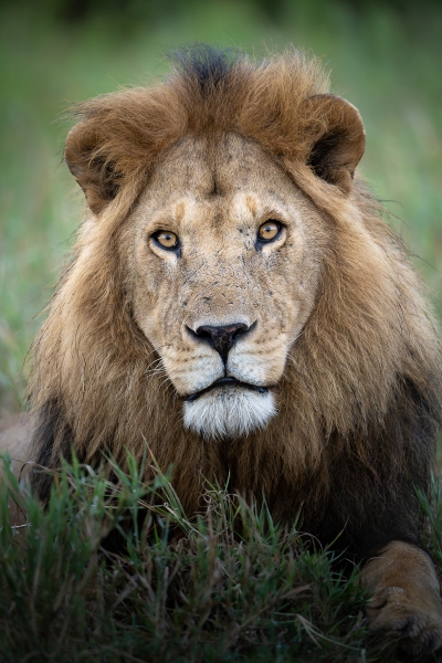 Lion headshot with slight head tilt