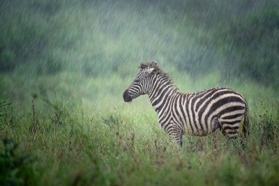 Young zebra in the rain