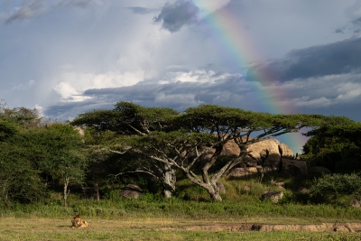Lion and a rainbow