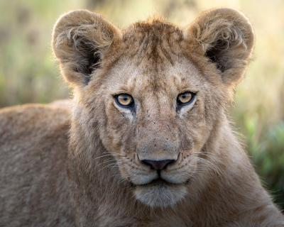 Young lion stare down