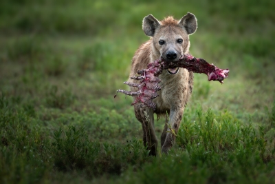 Hyenia with a bone