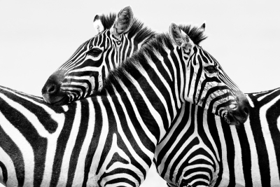 BW zebras watching for trouble