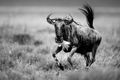 Wildebeest on the run and looking at the camera