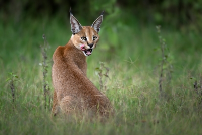 Caracal licking his lips