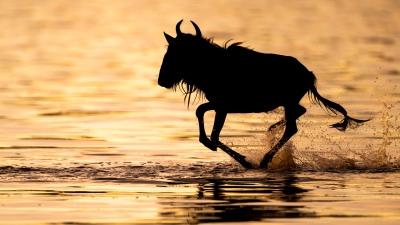 Wildebeest ruuning -  silhouette on the water