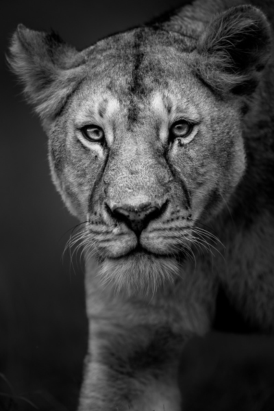 Lioness headshot