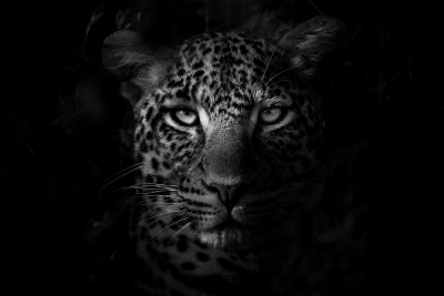 Leopard headshot in BW