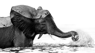 BW Elephant splashing iwth his trunk