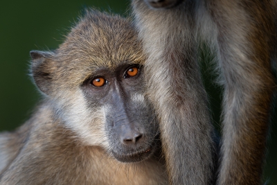 Baboon peeking out from behind his friend