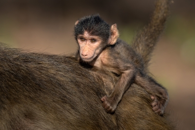 Baby baboon riding on the back of his mom