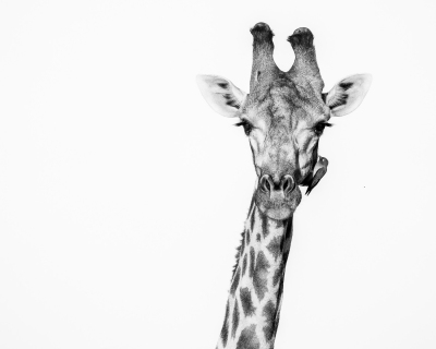 BW giraffe with oxpecker on his head