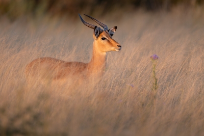 Impala in the early-morning light