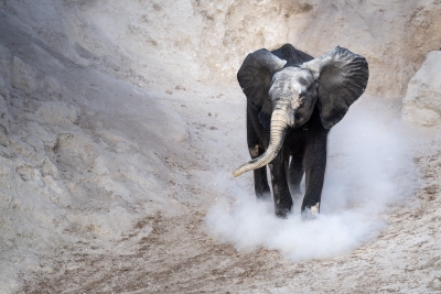 Young elephant, covered in white dust, and stirring it up