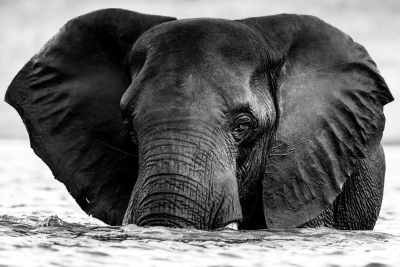 BW elephant in the water close up