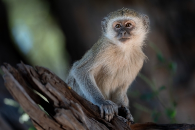 Vervet monkey looking over his shoulder