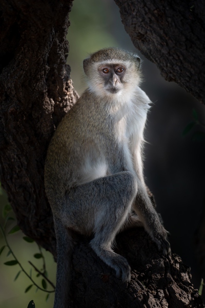 Vervet monkey posing in a tree