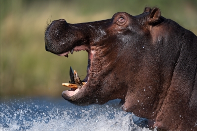 Angry, hippo, head, shots, splashing in water