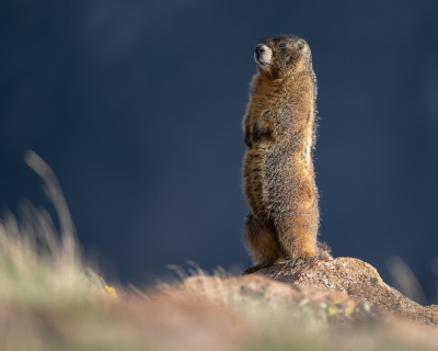 Yellow bellied marmot, standing on a rock