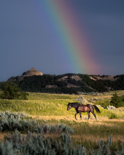 Wild horse in a rainbow