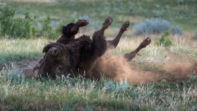 Bison taking a dust bath