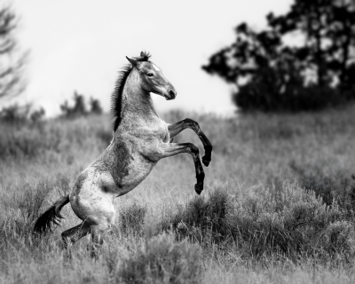 Wild horse colt with front legs up in the air