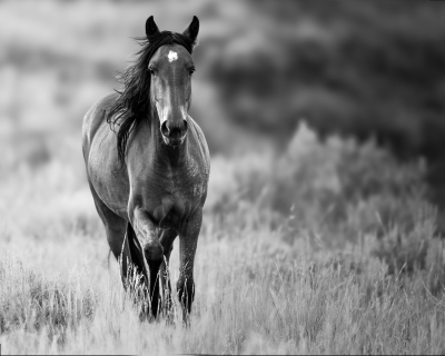 Wild horse coming towards the camera
