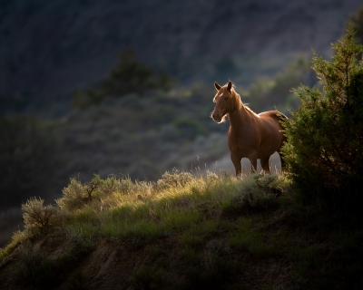 Wild horse, backlit, looking over ledge