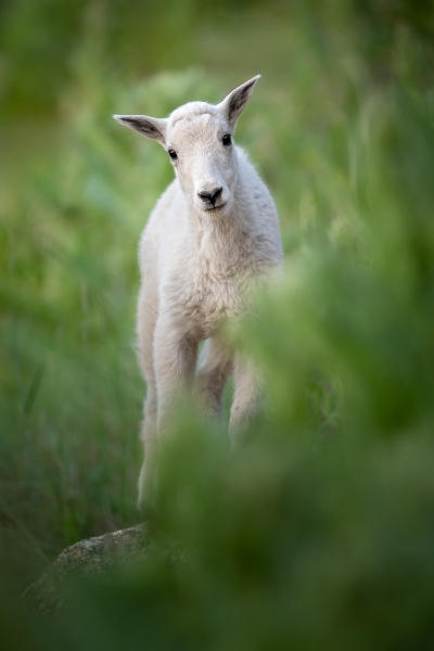 Mountain goat kid, surrounded by green