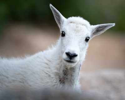 Mountain goat, kid, looking over a rock headshot