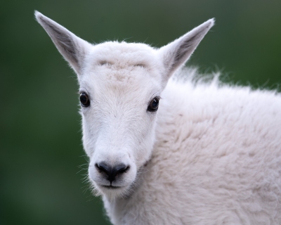 Mountain goat kid, headshot with green background