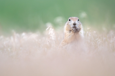 Prairie dog deep in the grass with softlight