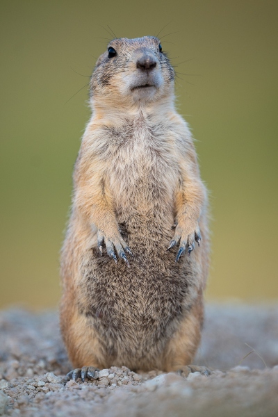 A Prairie dog standing attention
