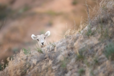 Peeking Bighorn Lamb