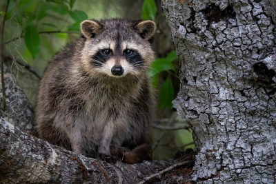 Raccoon In A Tree