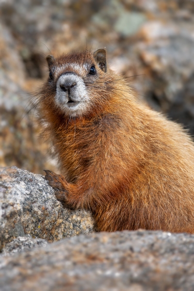 Posing Marmot