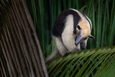 An ant eater on some palm leaves